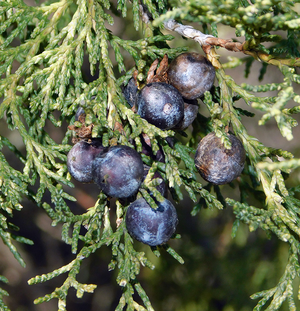 Image of Juniperus excelsa specimen.