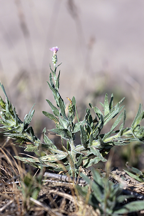 Image of Hyalea pulchella specimen.