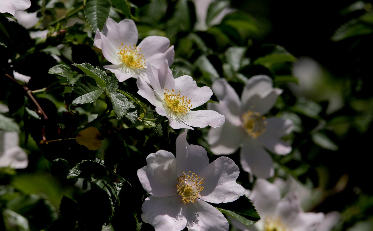 Image of Rosa alberti specimen.