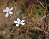 род Dianthus