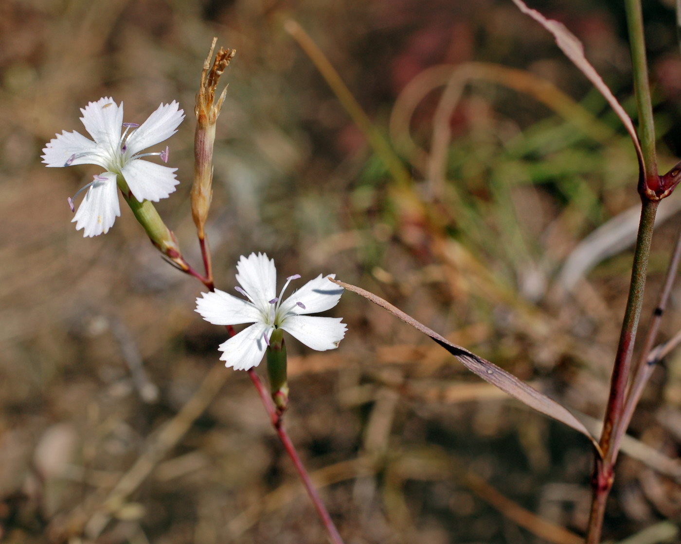 Image of genus Dianthus specimen.