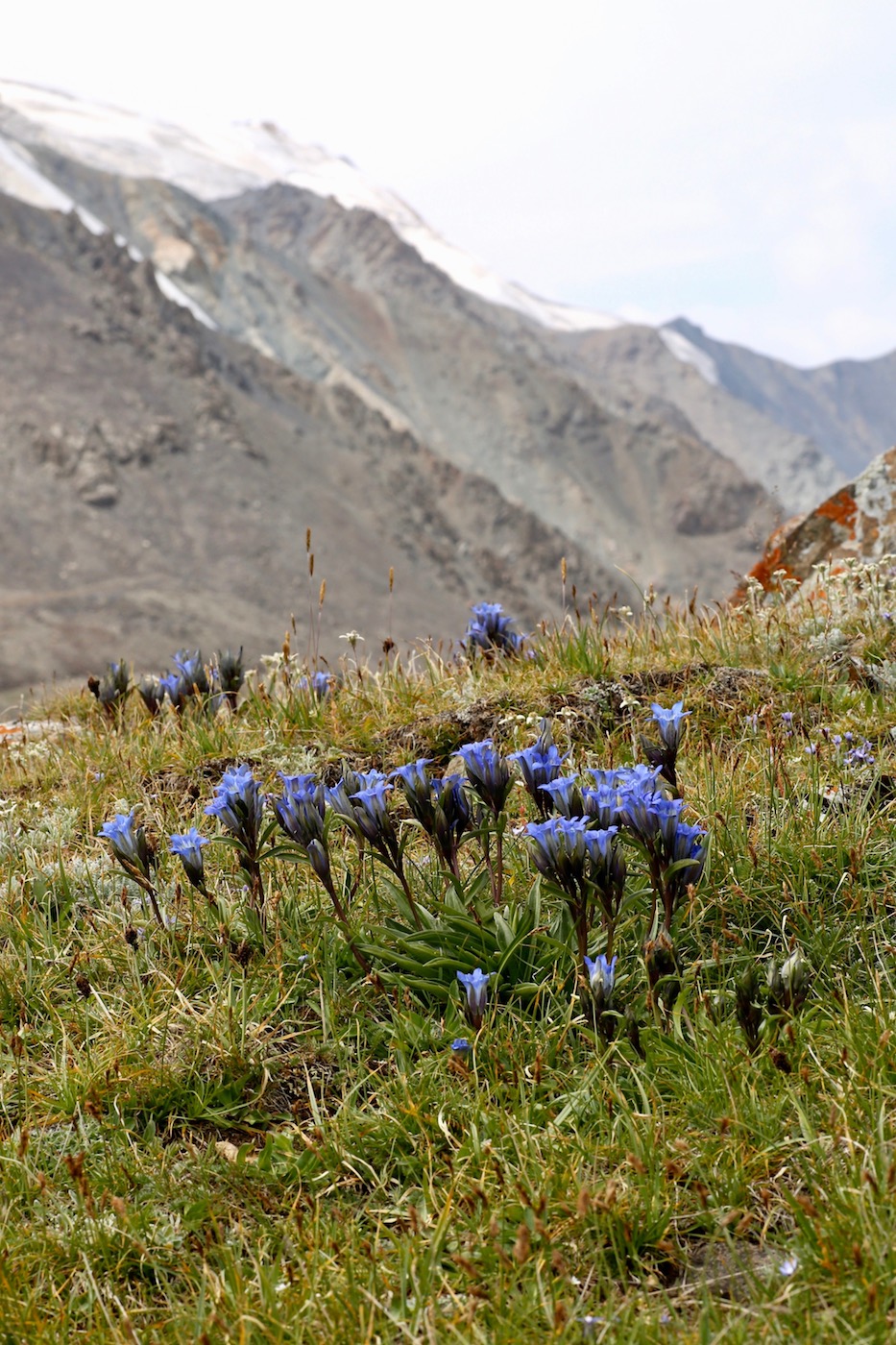 Image of Gentiana kaufmanniana specimen.