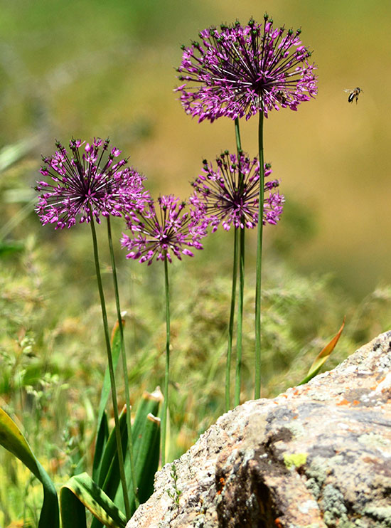 Image of genus Allium specimen.