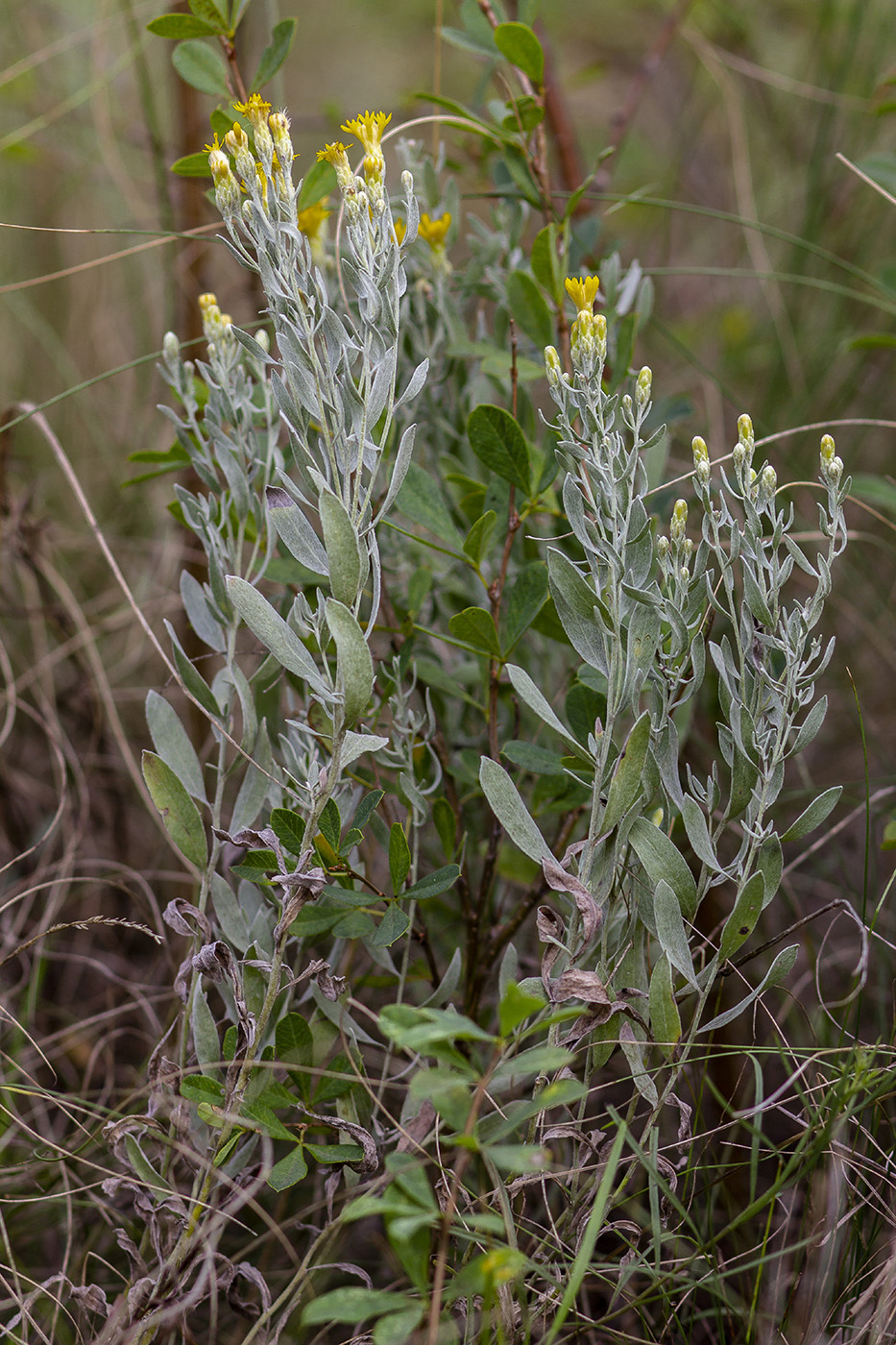 Image of Galatella villosa specimen.