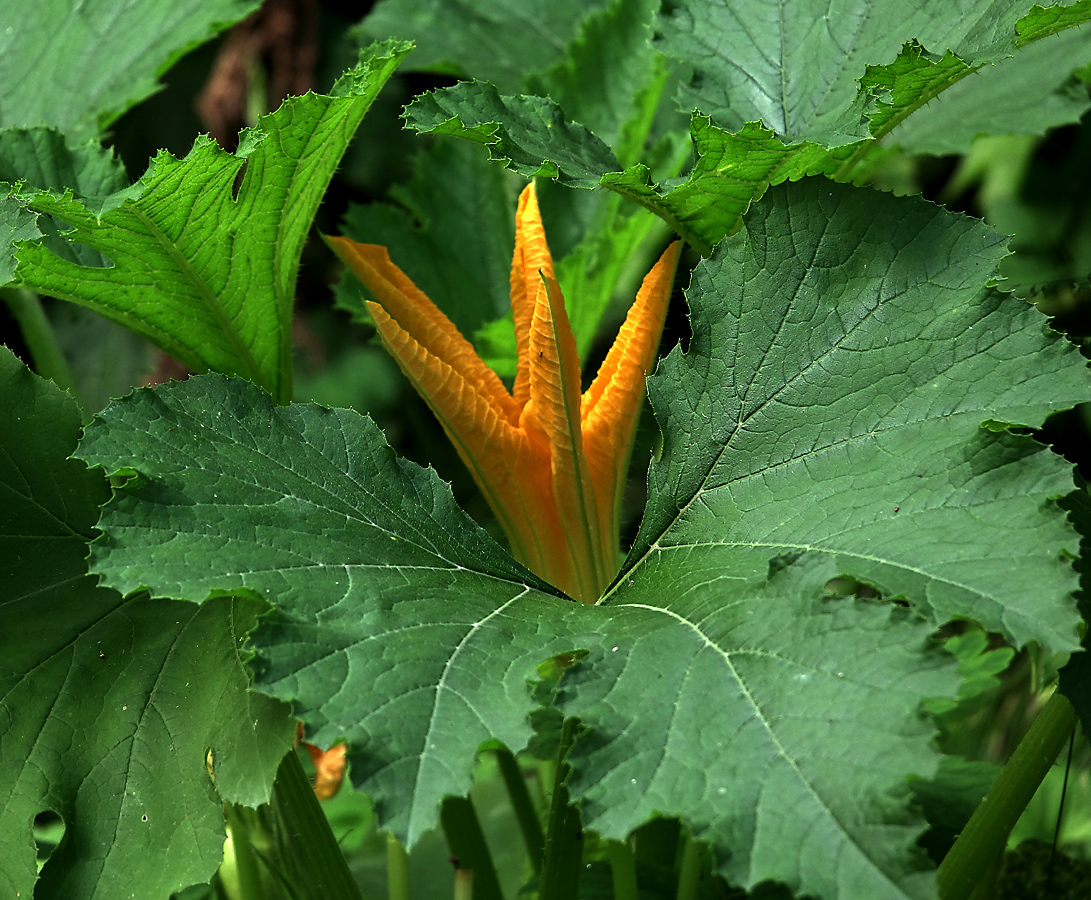 Image of Cucurbita pepo specimen.