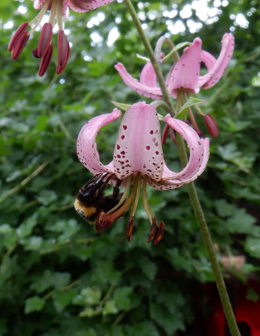 Изображение особи Lilium martagon.