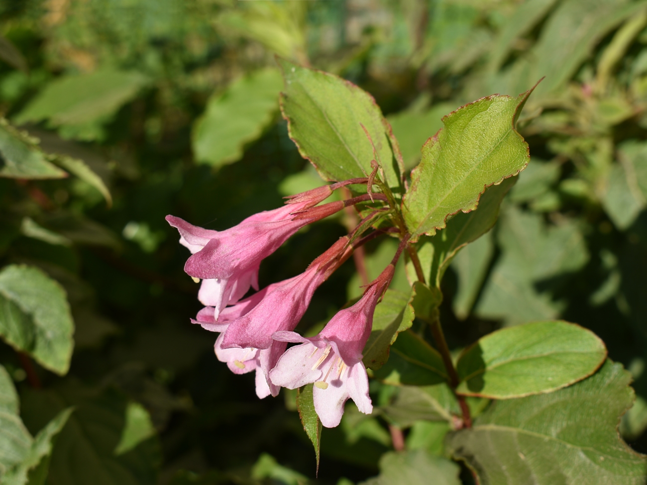 Image of Weigela florida specimen.