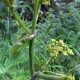 Heracleum sibiricum. Часть побега с соцветиями. Свердловская обл., окр. г. Североуральск, подножие Сосьвинского хребта, долина р. Большая Сосьва. 29.06.2010.