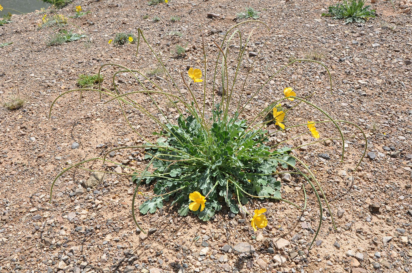 Изображение особи Glaucium squamigerum.