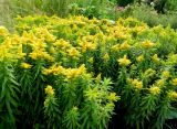 Solidago × hybrida. Куртина цветущих растений (сv 'Dzintra'). Латвия, Рига, Ботанический сад Латвийского университета, Сад непрерывного цветения. 01.08.2014.