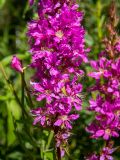 Lythrum salicaria