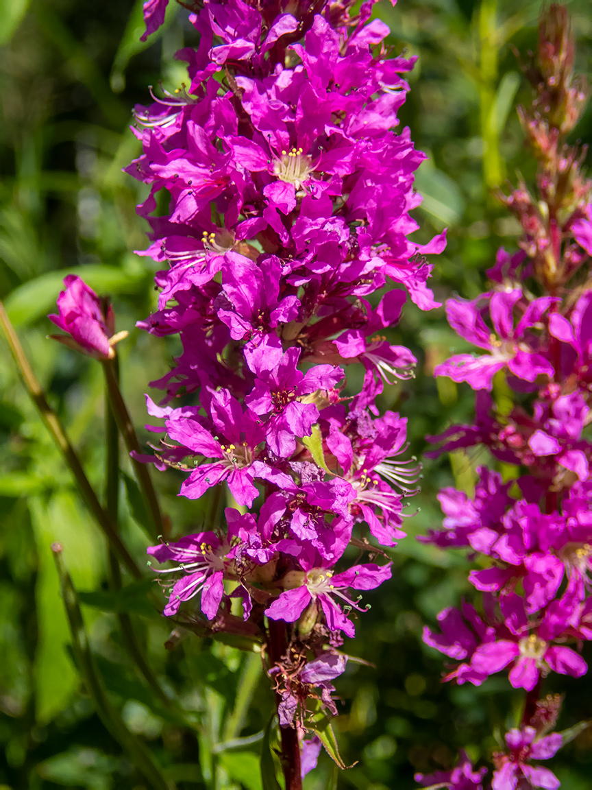 Изображение особи Lythrum salicaria.