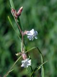 Image of taxon representative. Author is Марина Скотникова