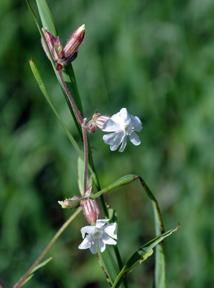 Image of Melandrium album specimen.