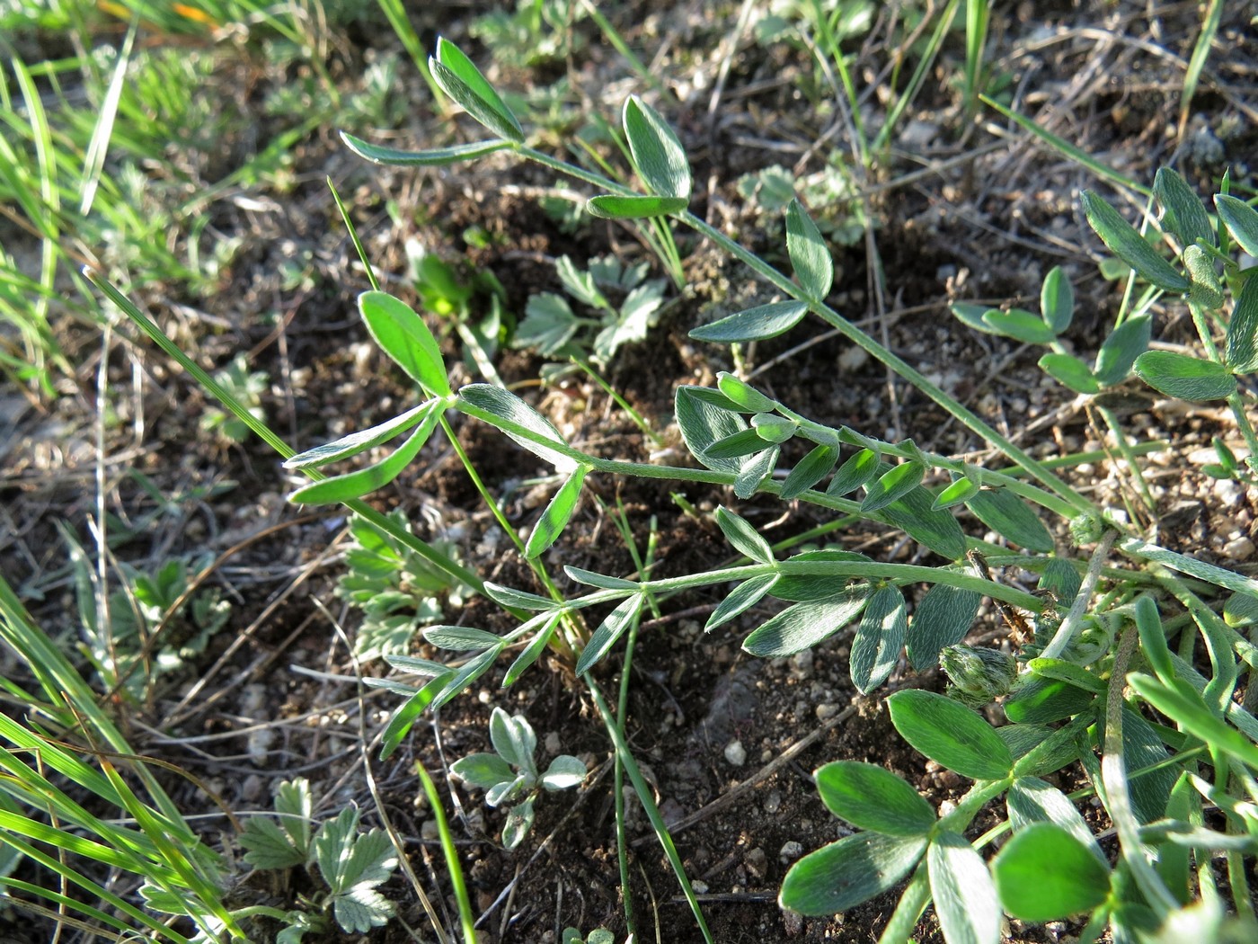 Изображение особи Astragalus chakassiensis.