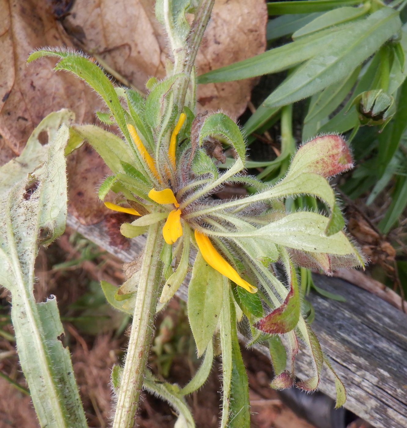 Image of Rudbeckia bicolor specimen.