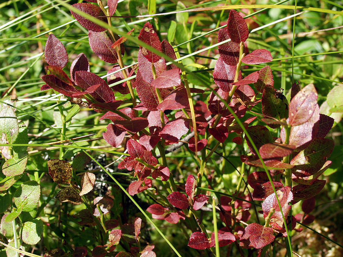 Image of Vaccinium myrtillus specimen.