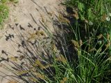 Carex laevissima