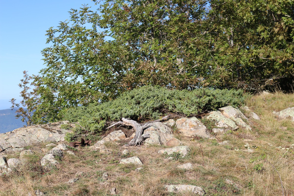 Image of Juniperus hemisphaerica specimen.