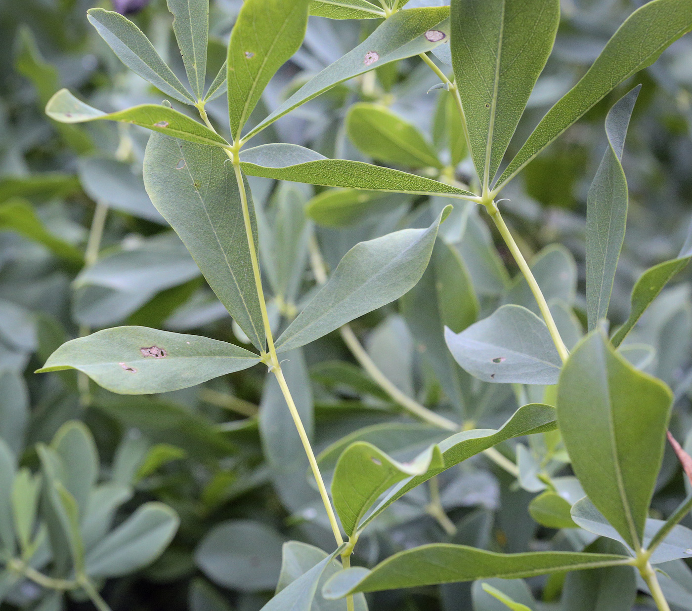 Image of Baptisia australis specimen.