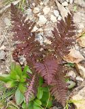 род Pedicularis. Растение на эродированном склоне. Приморский край, Ольгинский р-н, 6 км Ю-В с. Милоградово, бух. Красная Скала. 12.08.2009.