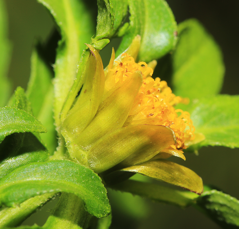 Image of Bidens tripartita specimen.