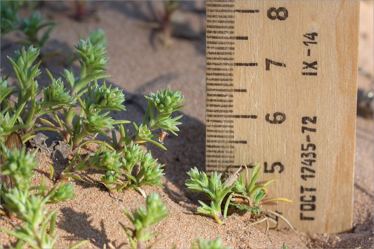 Image of Scleranthus polycarpos specimen.