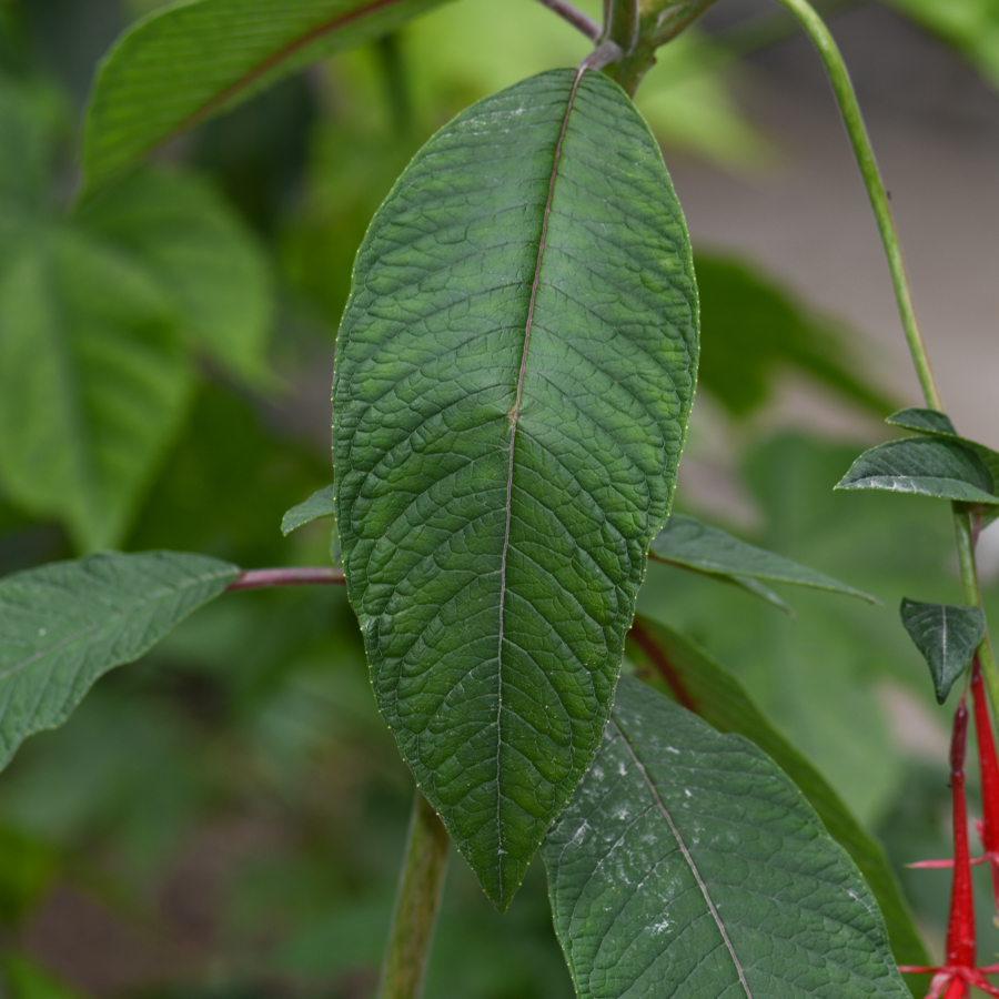 Изображение особи Fuchsia boliviana.