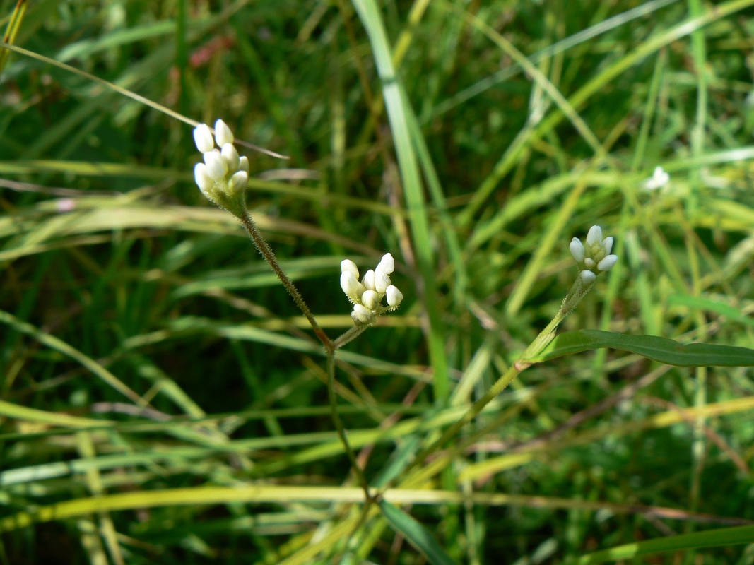 Image of Truellum hastatosagittatum specimen.