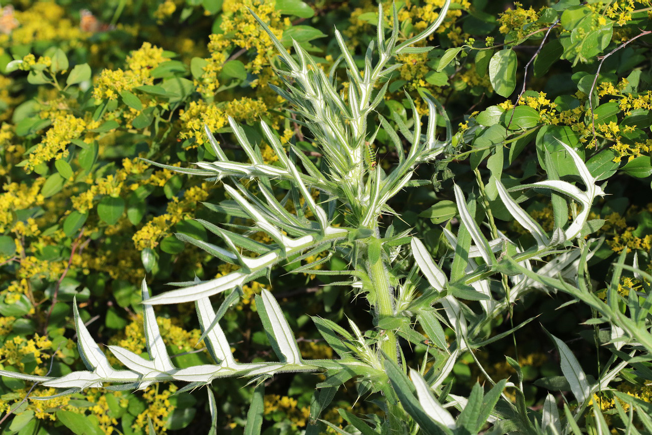 Image of genus Cirsium specimen.