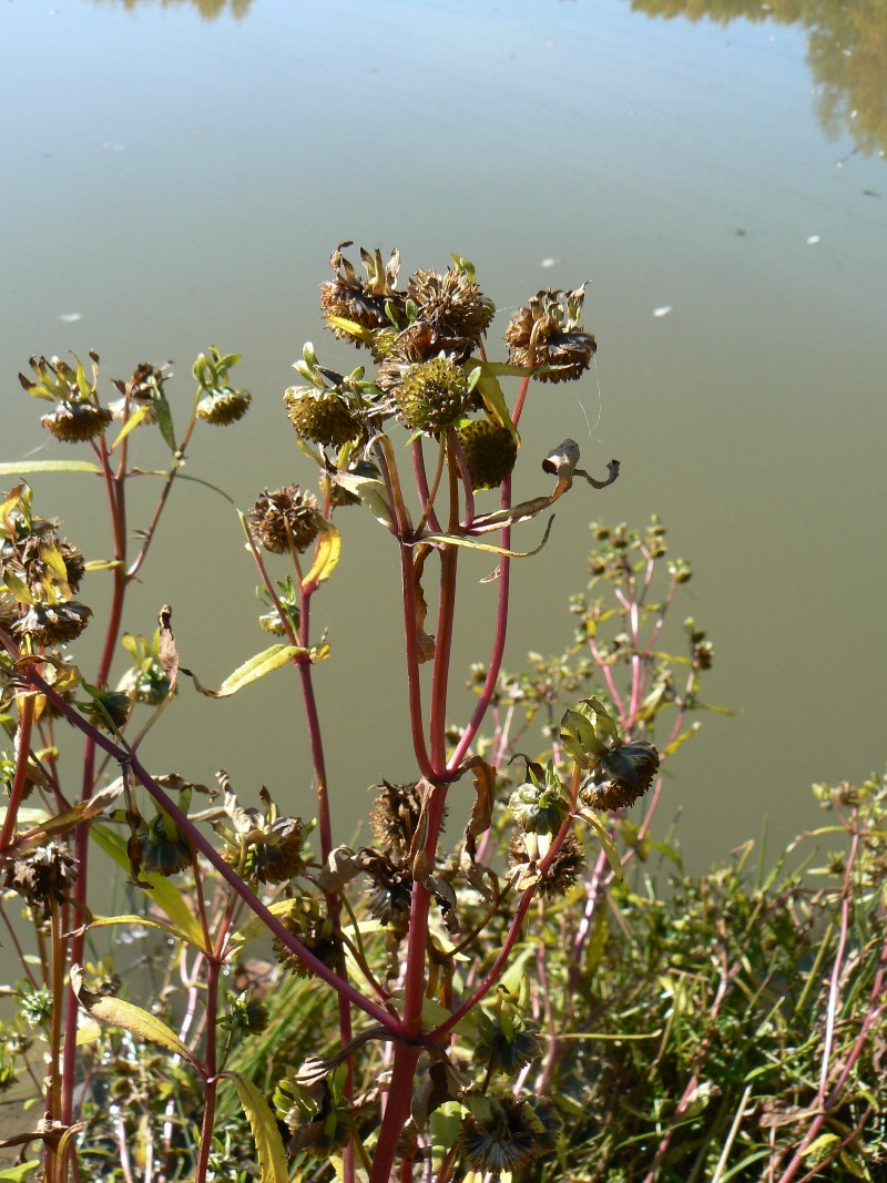 Image of Bidens cernua specimen.