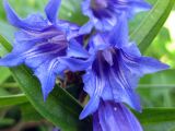 Gentiana asclepiadea