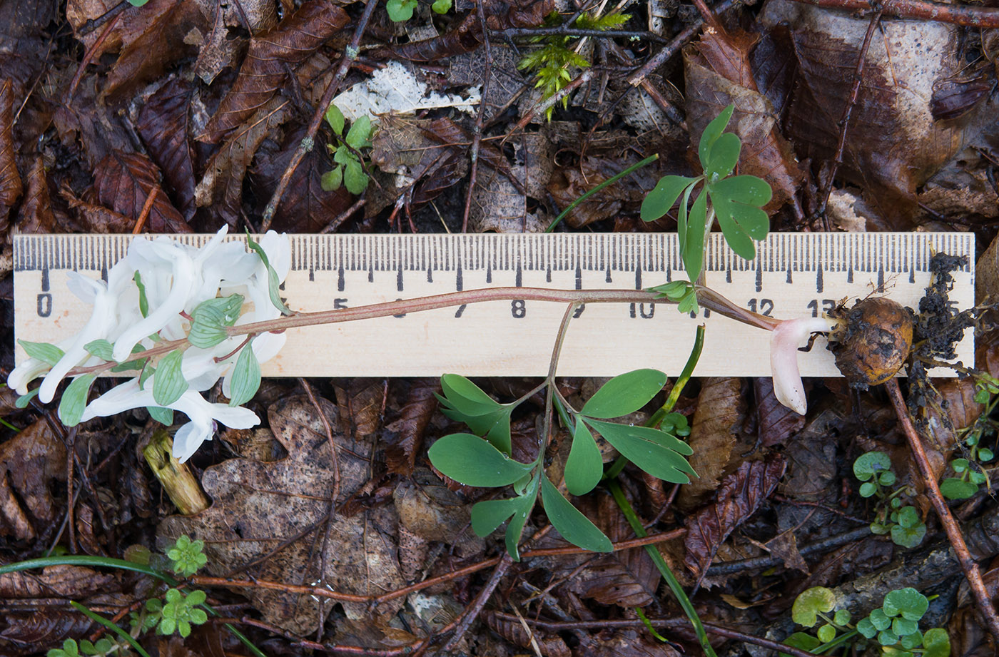 Image of Corydalis caucasica specimen.