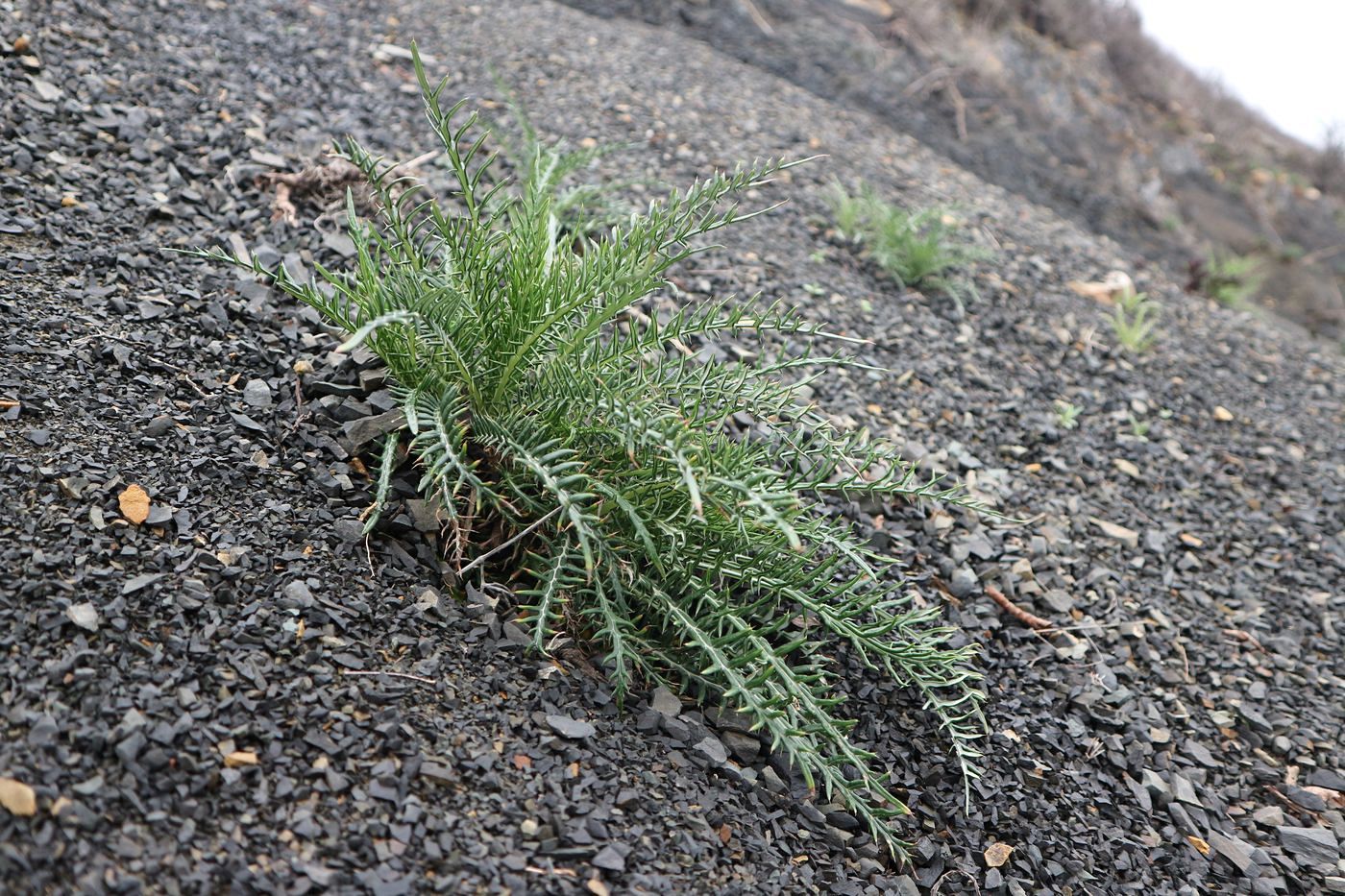 Image of Lamyra echinocephala specimen.