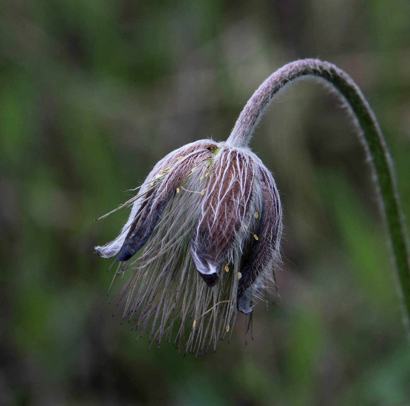 Изображение особи Pulsatilla pratensis.