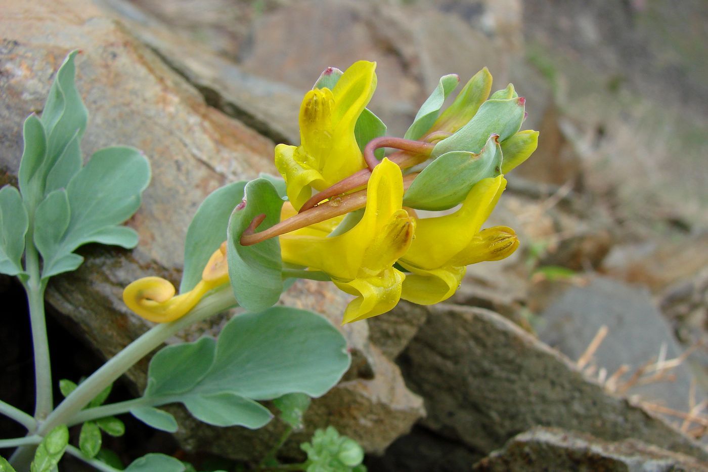 Image of Corydalis sewerzowii specimen.