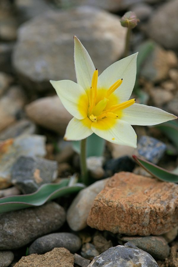 Изображение особи Tulipa turkestanica.