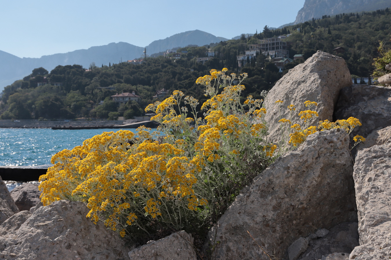 Image of Senecio cineraria specimen.