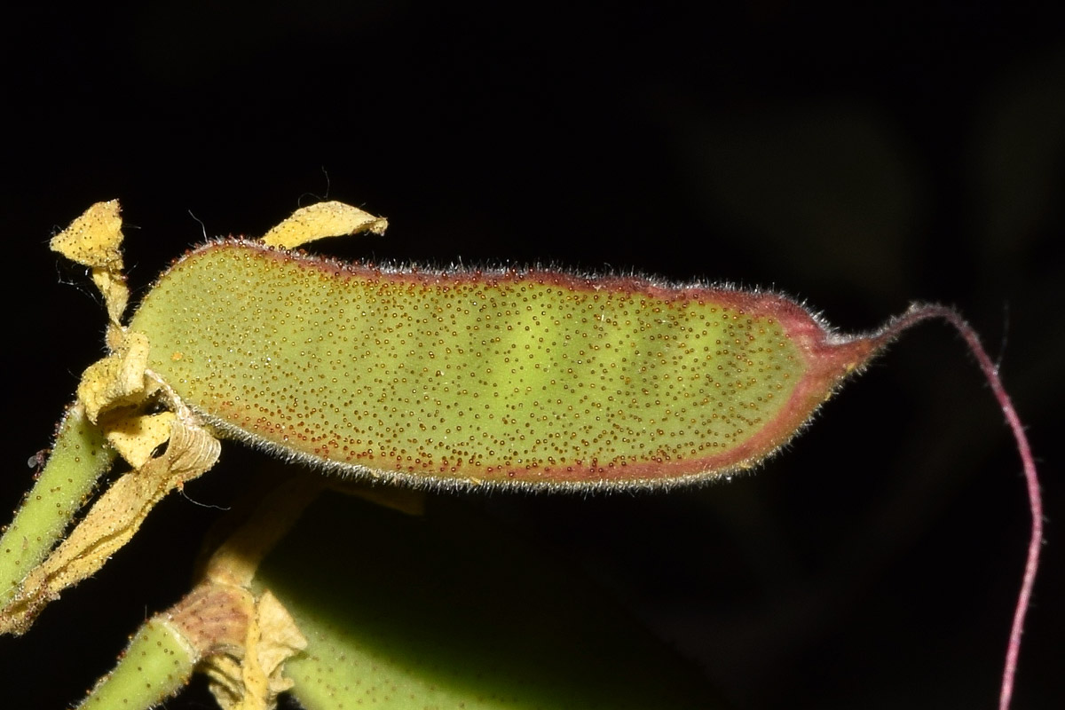 Image of Caesalpinia gilliesii specimen.