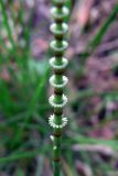 Equisetum pratense. Часть вегетативного побега. Свердловская обл., окр. г. Североуральск, небольшая полянка в сосново-еловом лесу. 06.06.2008.