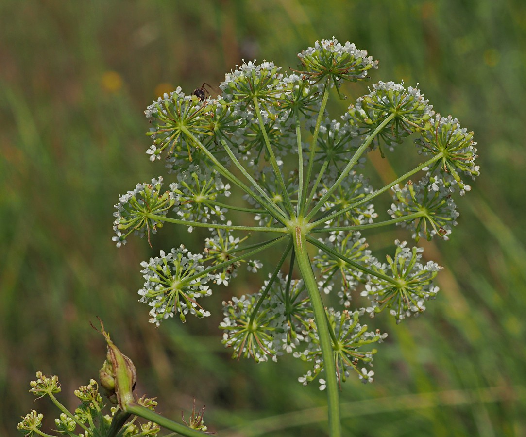 Image of Cenolophium fischeri specimen.