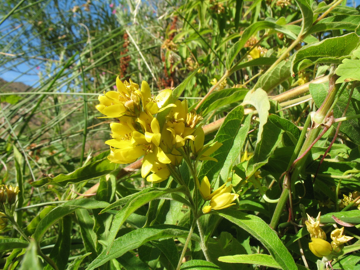 Изображение особи Lysimachia vulgaris.