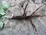 Arctium lappa. Выкопанное растение с розеткой прикорневых листьев. Чувашия, окр. г. Шумерля, пойма р. Сура. 9 мая 2005 г.