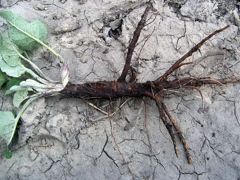 Изображение особи Arctium lappa.