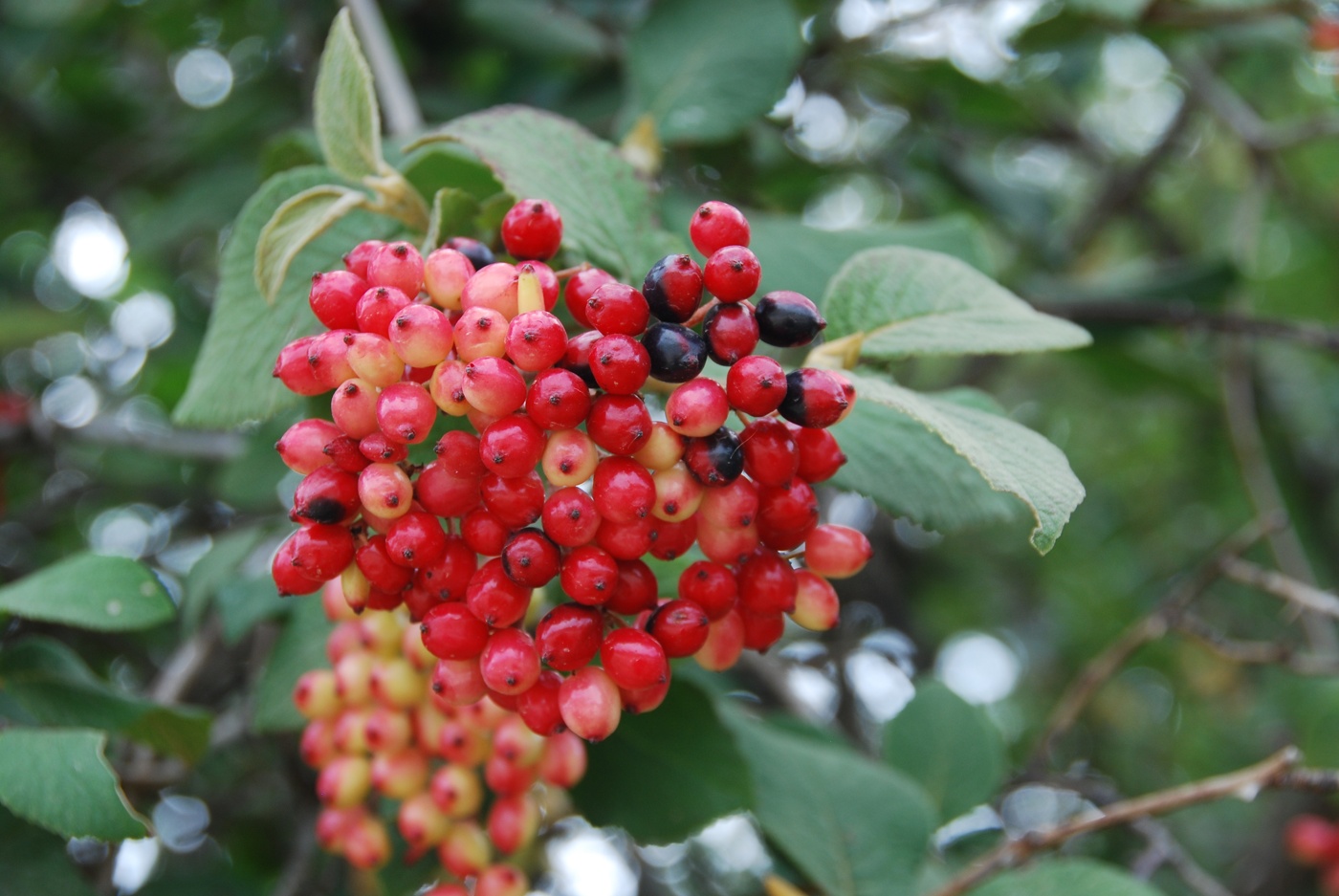 Image of Viburnum lantana specimen.