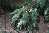 genus Quercus
