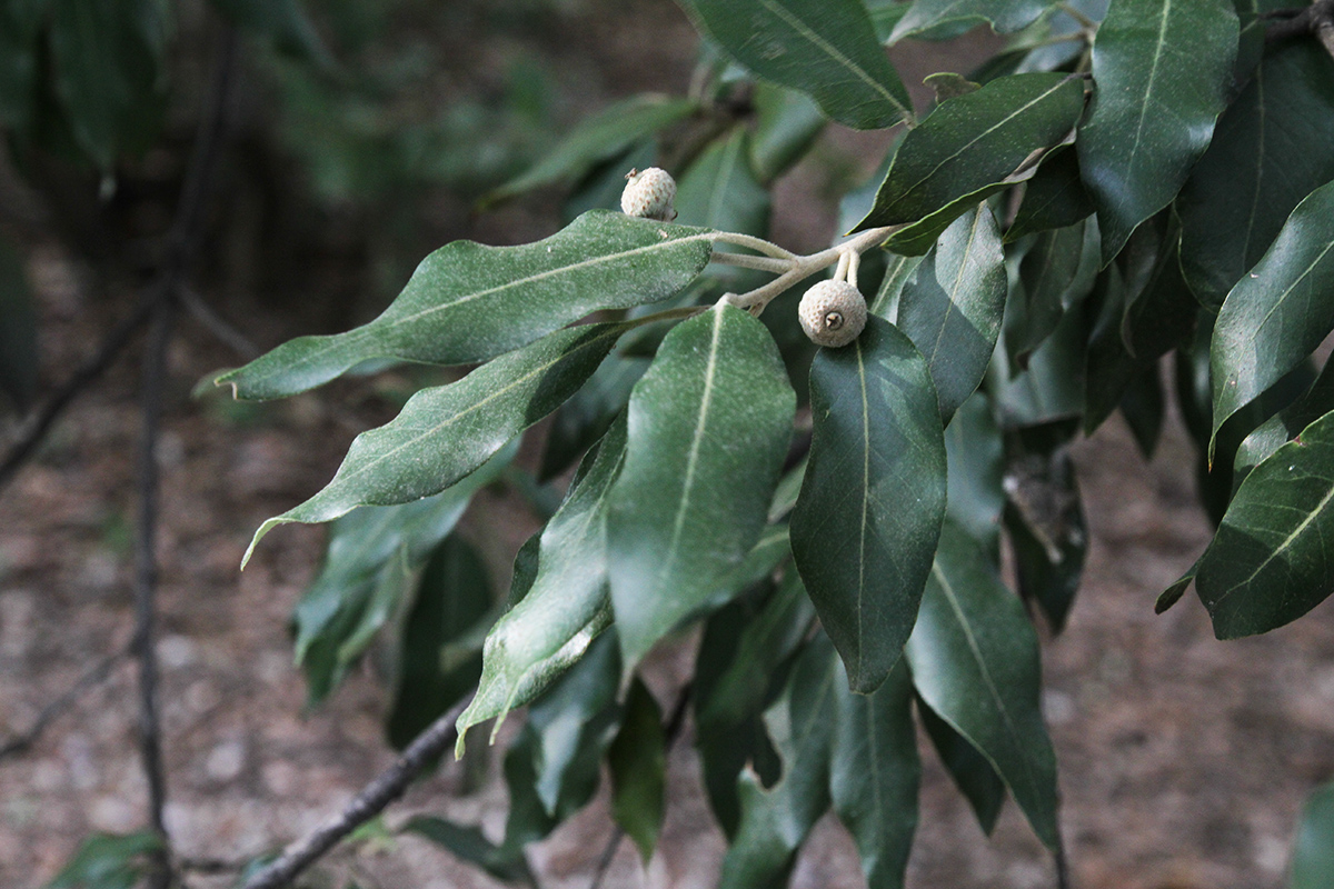 Изображение особи род Quercus.