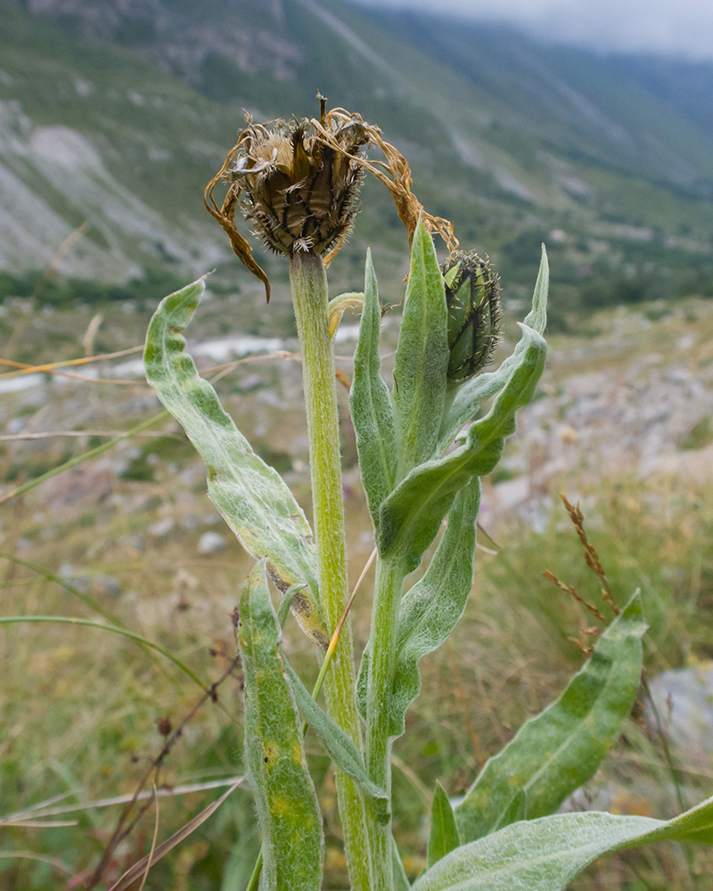 Image of Centaurea cheiranthifolia specimen.