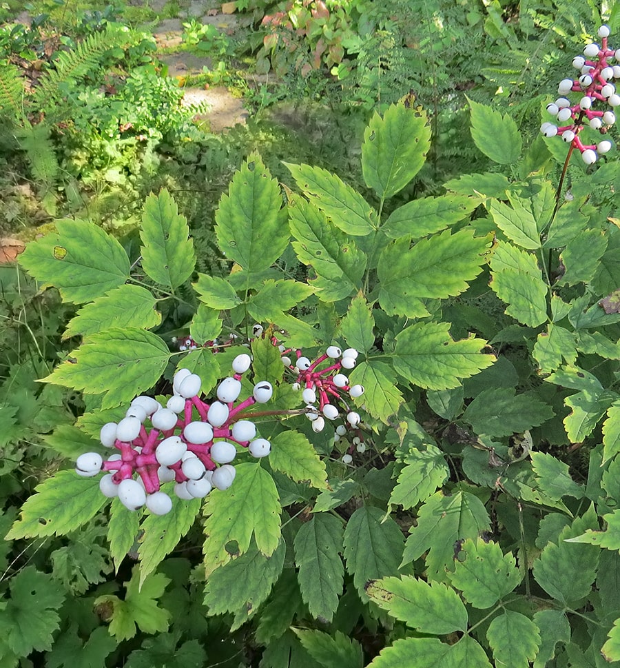 Изображение особи Actaea pachypoda.