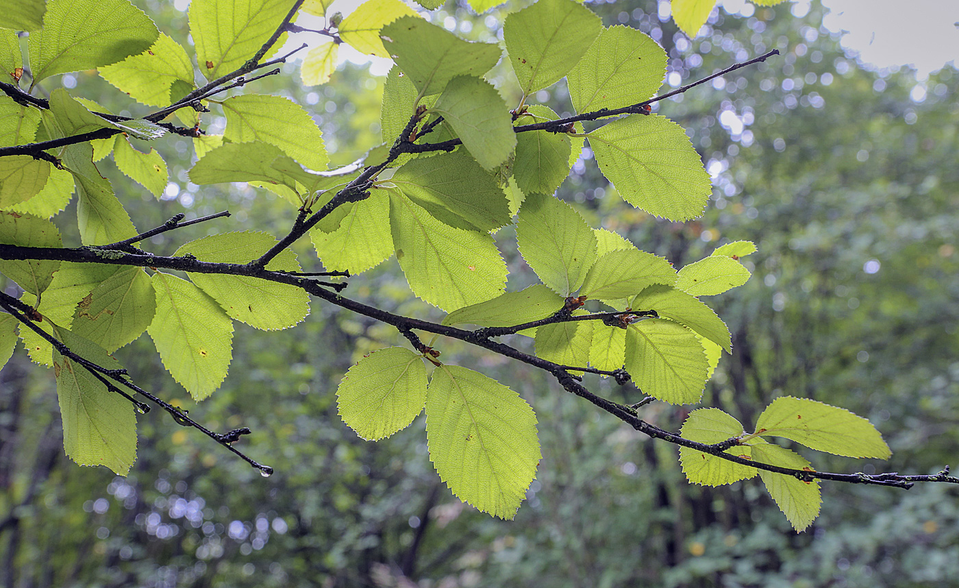 Изображение особи Betula humilis.